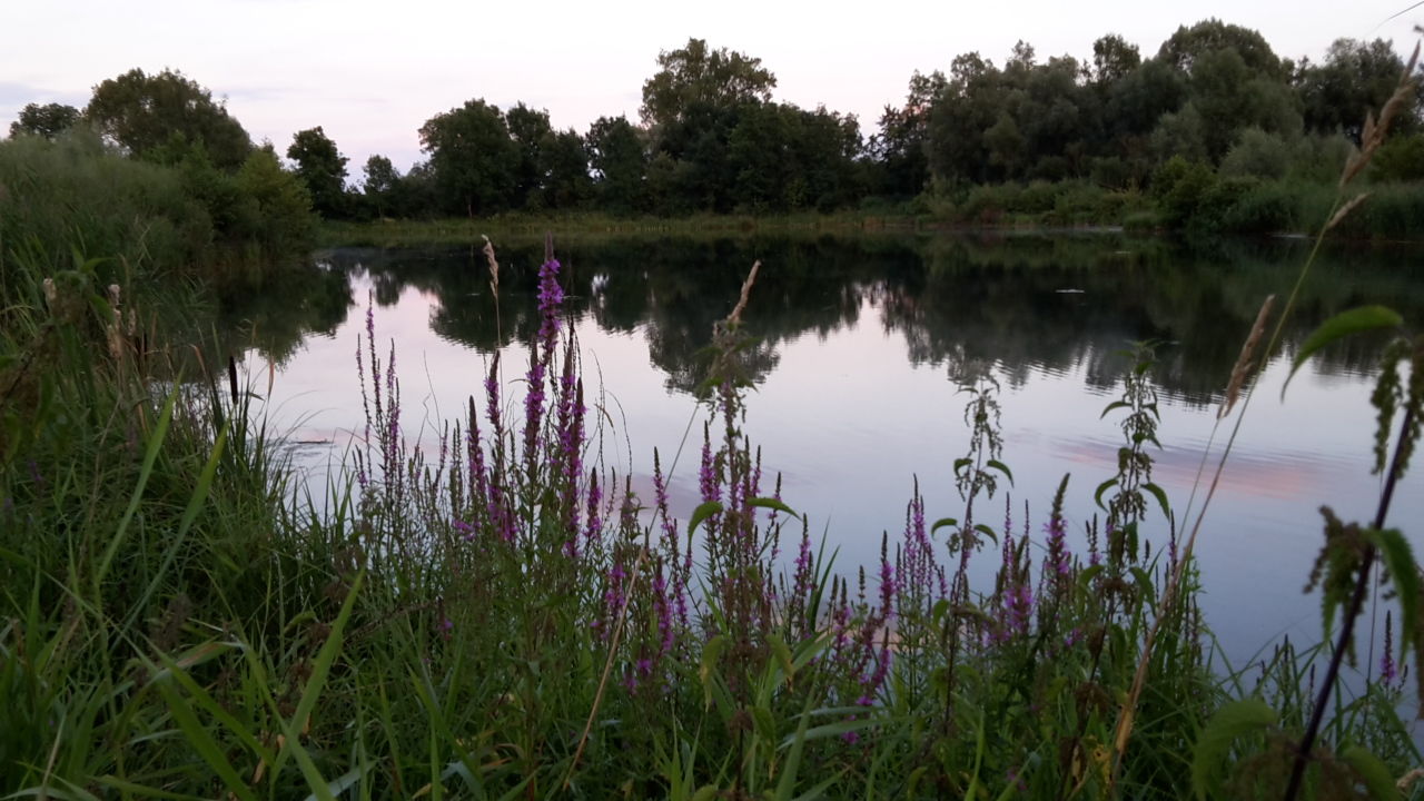 Der zweite vereinseigene Weiher. Nördlich an den Mindelzeller Weiher Süd anschließend. Gemarkung Mindelzell (Fl.-Nr. 1617).