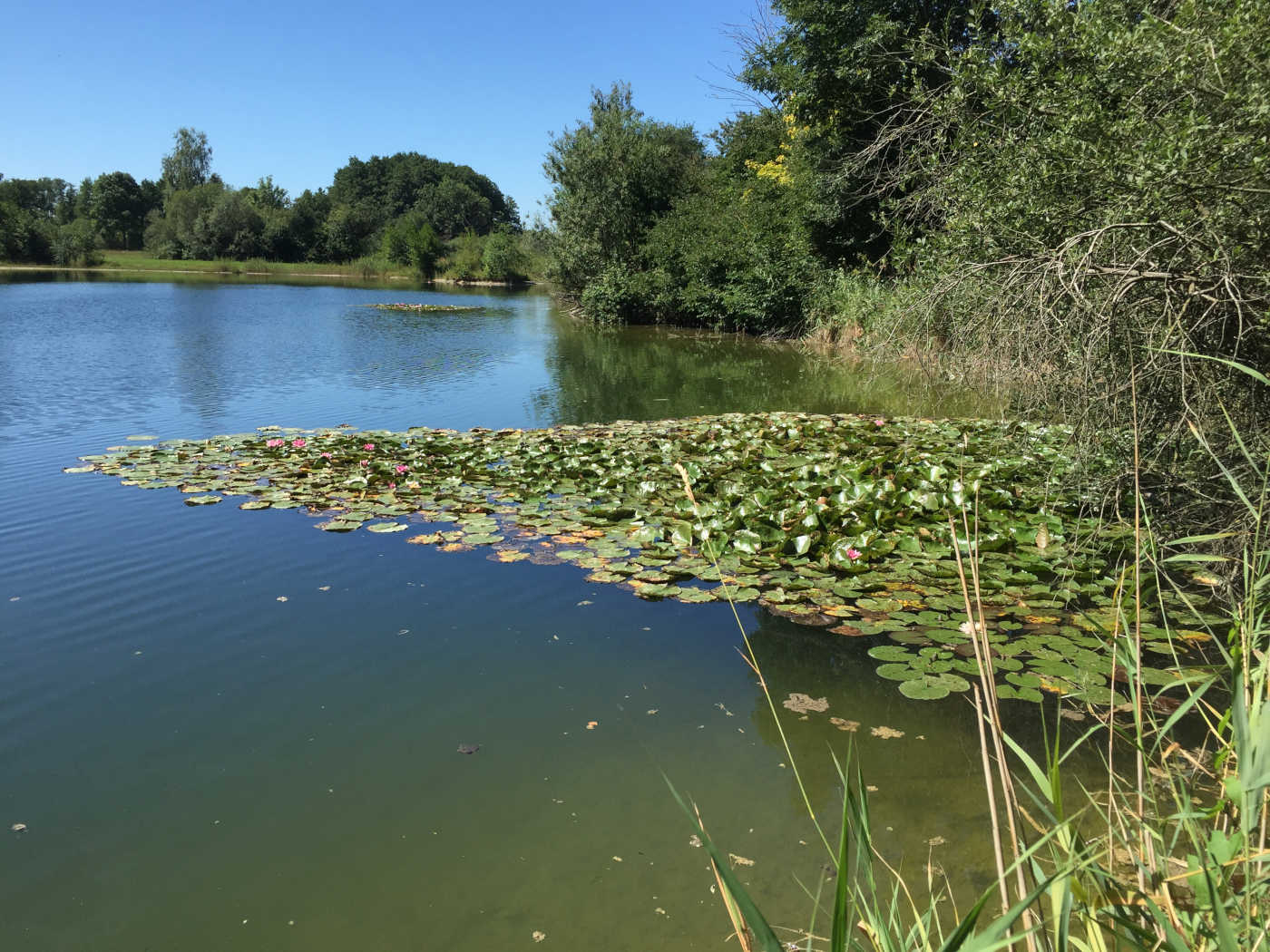 Auch bekannt als Fischweiher. Nördlich von Pfaffenhausen am südöstlichen Rand zum Pfaffenhausener Moos gelegen. Gemarkung Pfaffenhausen (Fl.-Nr. 1225).